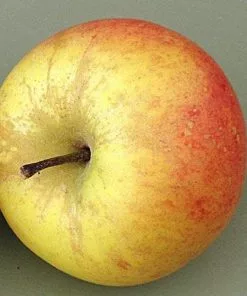 Future Forests Fruit Apple Sunset