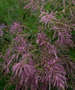 Future Forests Tamarix Ramosissima Pink Cascade Shrubs