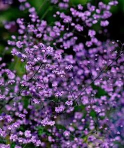 Future Forests Thalictrum Delavayi Hewitt's Double