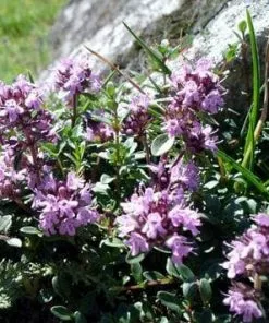 Future Forests Thyme, Wild | Thymus Serpyllum Herbs