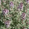 Future Forests Herbs Thyme Silver Posie | Thymus Vulgaris Silver Posie