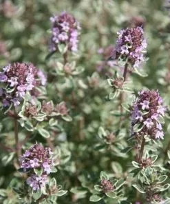 Future Forests Herbs Thyme Silver Posie | Thymus Vulgaris Silver Posie