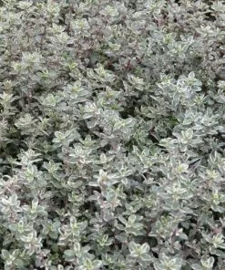 Future Forests Herbs Thyme Silver Posie | Thymus Vulgaris Silver Posie
