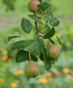 Future Forests Pear Beurre Hardy
