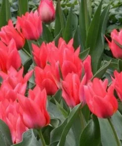 Future Forests Bulbs Tulip Toronto