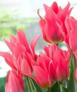 Future Forests Bulbs Tulip Toronto