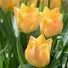Future Forests Tulip Batalinii Bright Gem