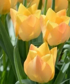 Future Forests Tulip Batalinii Bright Gem