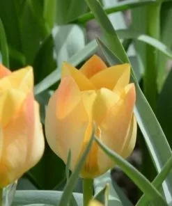 Future Forests Tulip Batalinii Bright Gem