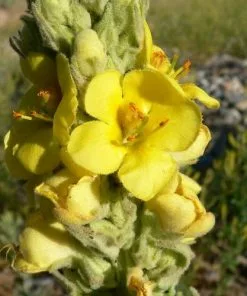Future Forests More Verbascum Thapsus