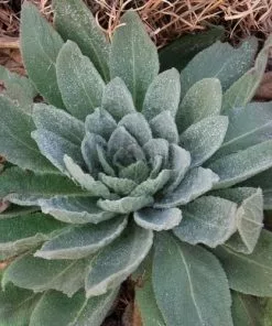 Future Forests More Verbascum Thapsus