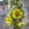 Future Forests More Verbascum Thapsus 2 Future Forests More Verbascum Thapsus