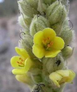 Future Forests More Verbascum Thapsus