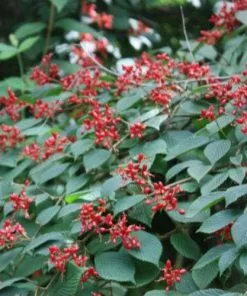 Future Forests Viburnum Plicatum Dart's Red Robin Shrubs