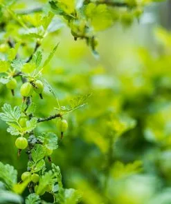 Future Forests Gooseberry Hinnonmaki Green