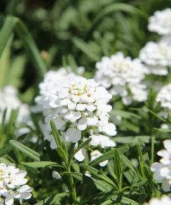 Future Forests Groundcover Alpine And Rockery Perennials Mix