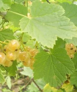 Future Forests Fruit Whitecurrant White Versailles