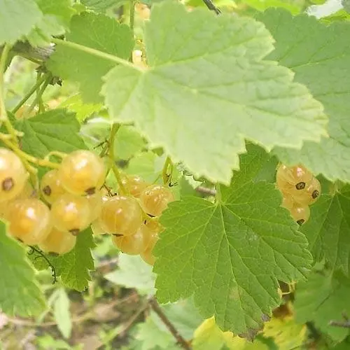 Future Forests Fruit Whitecurrant White Versailles 3 Future Forests Fruit Whitecurrant White Versailles