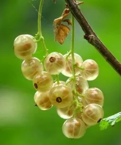 Future Forests Fruit Whitecurrant White Versailles