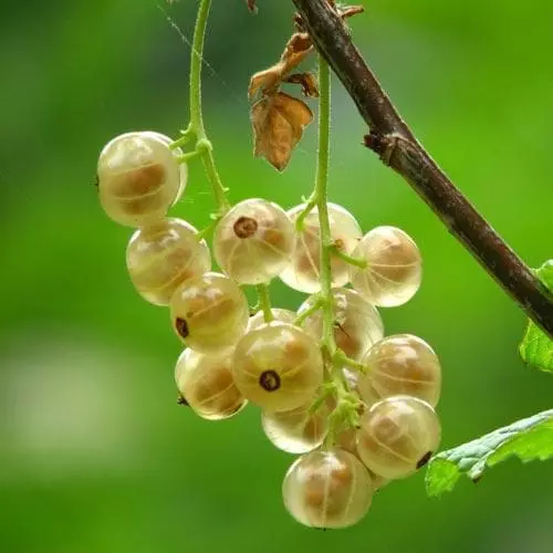 Future Forests Fruit Whitecurrant White Versailles 4 Future Forests Fruit Whitecurrant White Versailles