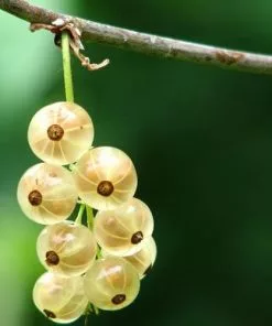 Future Forests Fruit Whitecurrant White Versailles 9 Future Forests Fruit Whitecurrant White Versailles