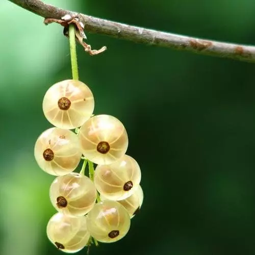 Future Forests Fruit Whitecurrant White Versailles 5 Future Forests Fruit Whitecurrant White Versailles