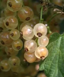 Future Forests Fruit Whitecurrant White Versailles 10 Future Forests Fruit Whitecurrant White Versailles