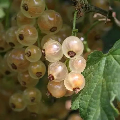 Future Forests Fruit Whitecurrant White Versailles 6 Future Forests Fruit Whitecurrant White Versailles