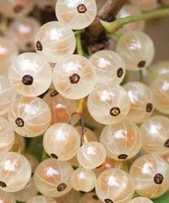 Future Forests Fruit Whitecurrant White Versailles 11 Future Forests Fruit Whitecurrant White Versailles