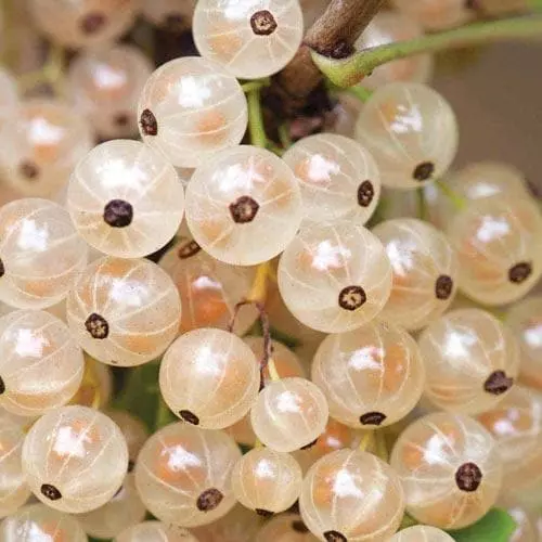 Future Forests Fruit Whitecurrant White Versailles 7 Future Forests Fruit Whitecurrant White Versailles