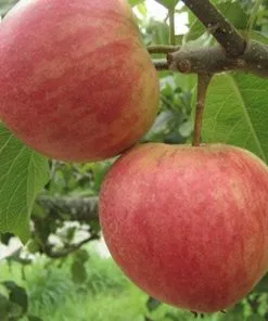 Future Forests Apple Widow's Friend