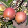 Future Forests Fruit Apple Winter Gem 2 Future Forests Fruit Apple Winter Gem