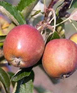 Future Forests Fruit Apple Winter Gem