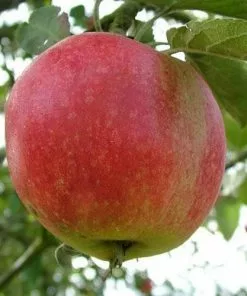 Future Forests Apple Worcester Pearmain Fruit