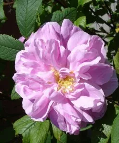 Future Forests Rosa Thérèse Bugnet