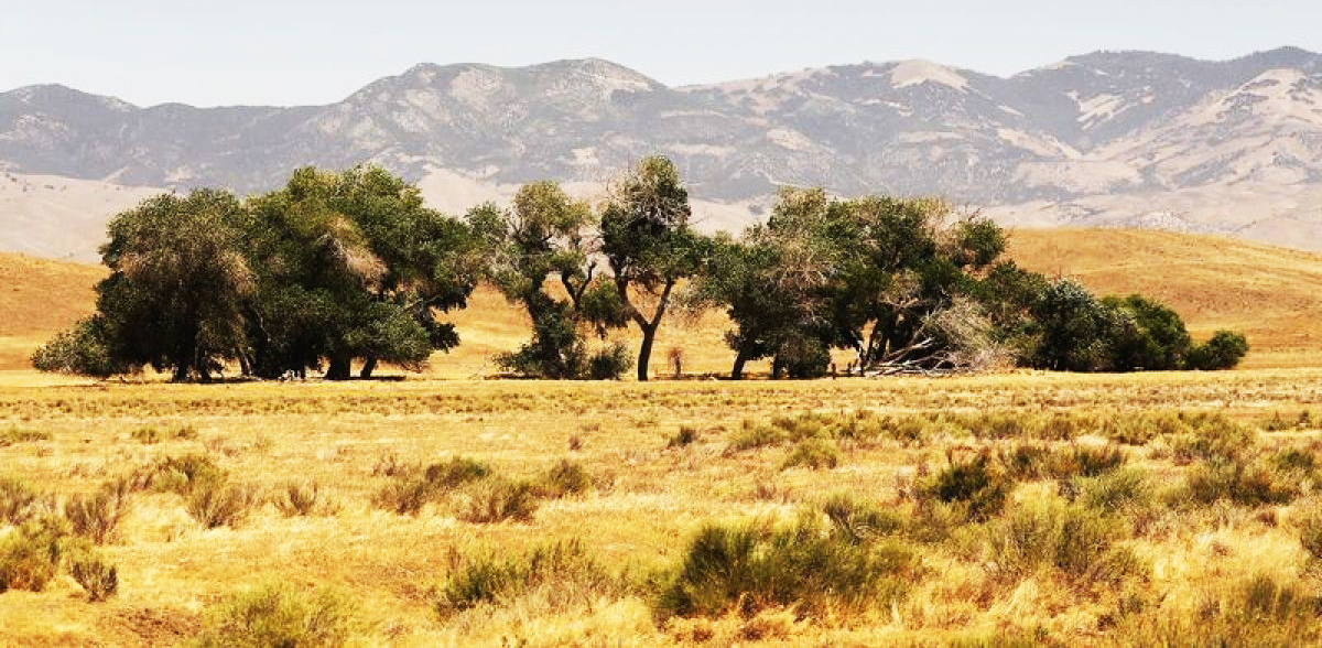 Future Forests Store -Future Forests Store 1